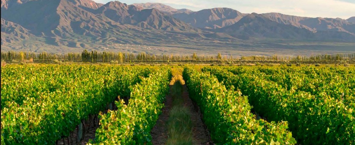 La sustentabilidad y el negocio del vino: Mendoza propone un foro clave para entender el nuevo escenario global