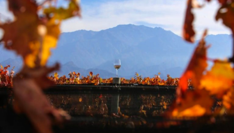 Bodegas Abiertas: una invitación solidaria para redescubrir los Caminos del Vino