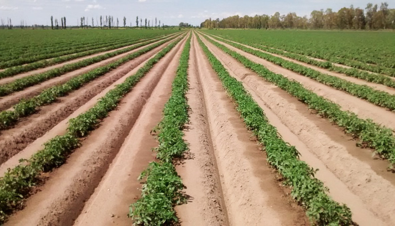 Capacitación en riego agrícola: una oportunidad clave para producir más con menos agua en Mendoza