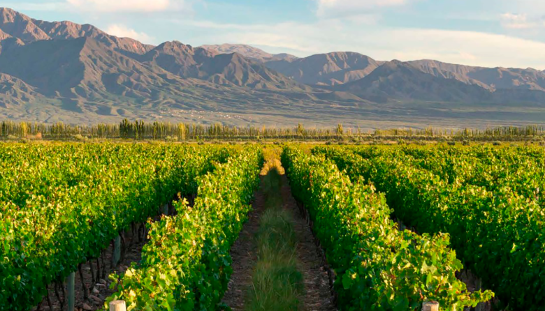 La sustentabilidad y el negocio del vino: Mendoza propone un foro clave para entender el nuevo escenario global