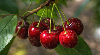 Productores e inversores de 5 países se darán cita en Mendoza para potenciar el negocio de la cereza