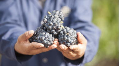 Día Internacional del Pinot Noir: cuatro etiquetas argentinas para descubrir distintas expresiones de la cepa