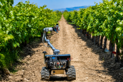 La vitivinicultura apuesta a la IA: Israel presentará una serie de soluciones tecnológicas para viñedos