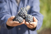 Día Internacional del Pinot Noir: cuatro etiquetas argentinas para descubrir distintas expresiones de la cepa