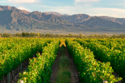 La sustentabilidad y el negocio del vino: Mendoza propone un foro clave para entender el nuevo escenario global